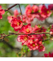 Kdoulovec - Chaenomeles Japonica - semena kdoulovce - 5 ks