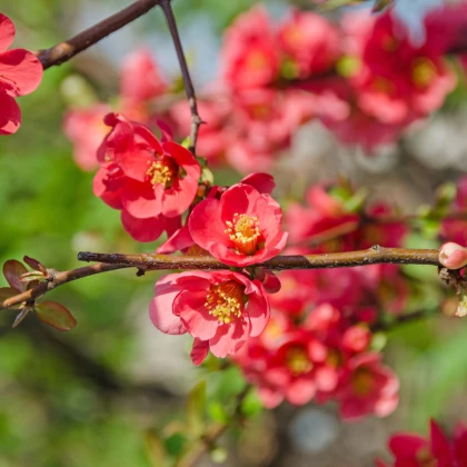 Kdoulovec - Chaenomeles Japonica - birsalma mag - 10 db