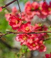 Kdoulovec - Chaenomeles Japonica - birsalma mag - 10 db