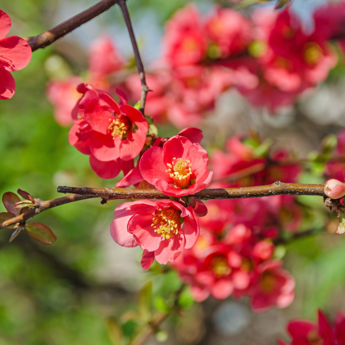Kdoulovec - Chaenomeles Japonica - birsalma mag - 10 db