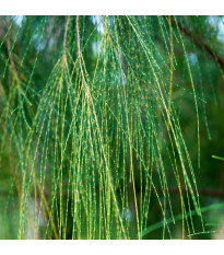 Tropický dub - Casuarina cunninghamiana - semena dubu - 5 ks