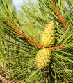 Borovice černá - Pinus nigra - semena borovice - 4 ks