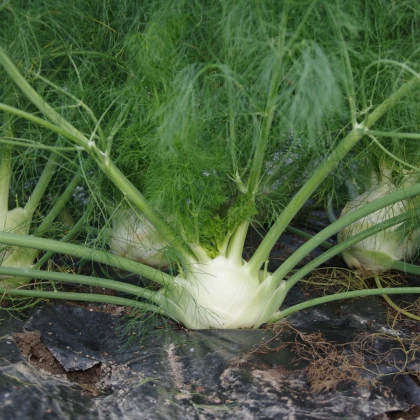 BIO Fenykl bulvový Finale - Foeniculum ssp. - bio semena fenyklu - 50 ks