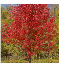 Javor červený - Acer rubrum - semena javoru - 5 ks