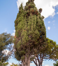 Cypřiš portugalský - Cupressus lusitanica - semena cypřiše - 7 ks