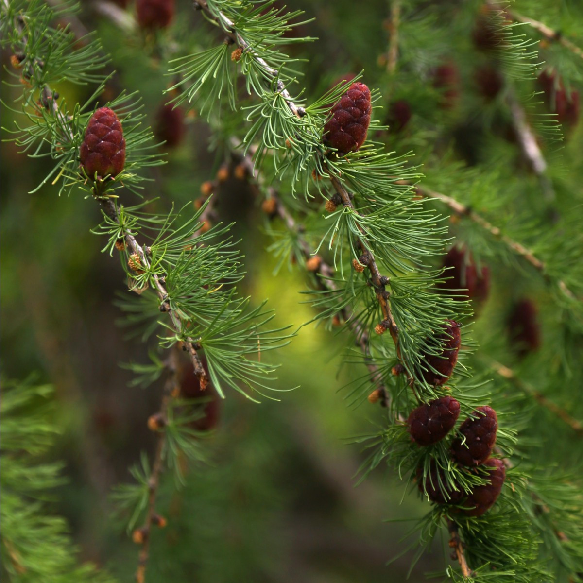 Modřín sibiřský - Larix sibirica -  semena - 10 ks