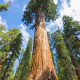 Sekvojovec obrovský - Sequoiadendron giganteum - semena sekvojovce - 5 ks
