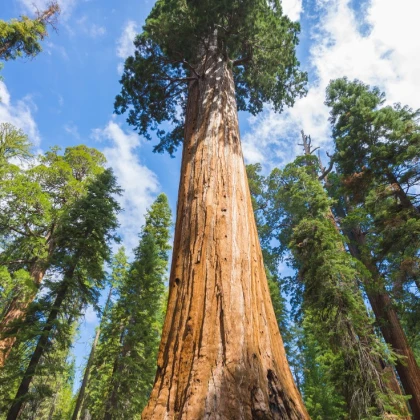 Sekvojovec obrovský - Sequoiadendron giganteum - semena sekvojovce - 5 ks