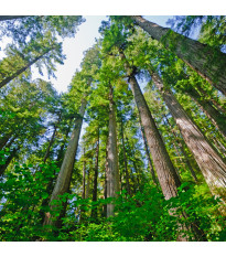 Sekvoj vždyzelená - Sequoia sempervirens - semena sekvoje - 3 ks