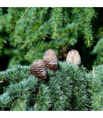 Cedr himalájský - Cedrus deodara - semena cedru - 10 ks