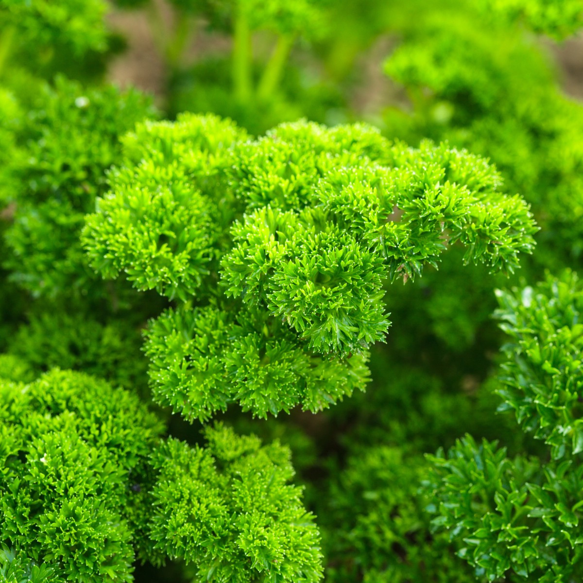 BIO Petržel Grüne Perle - Petroselinum crispum - bio semena petržele - 600 ks