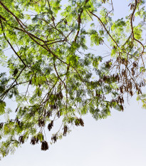 Akácie - Acacia mangium - semena akácie - 8 ks