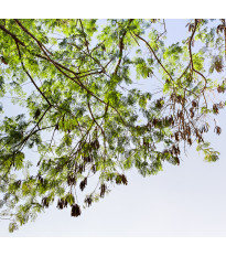 Akácie - Acacia mangium - semena akácie - 8 ks