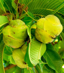 Indiai dillenia – Dillenia indica – dillenia magok – 12 db