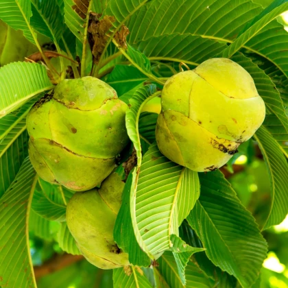 Indiai dillenia – Dillenia indica – dillenia magok – 12 db