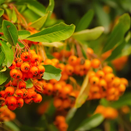 Hlohyně čínská - Pyracantha fortuneana - semena - 5 ks