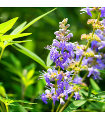 Drmek obecný - Vitex agnus-castus - semena drmku - 9 ks