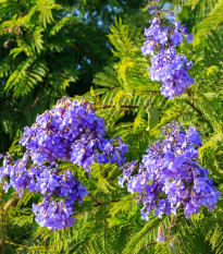 Žakaranda mimózolistá - Jacaranda mimosifolia - semena žakarandy - 6 ks