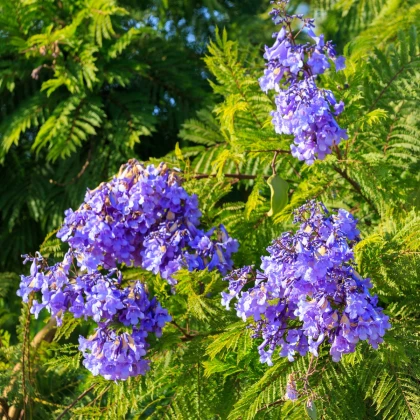 Žakaranda mimózolistá - Jacaranda mimosifolia - semena žakarandy - 6 ks