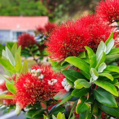 Železnec ztepilý - Metrosideros excelsa - semena železnece - 7 ks