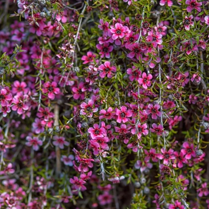 Balmín metlatý - Leptospermum scoparium  - semena - 10 ks