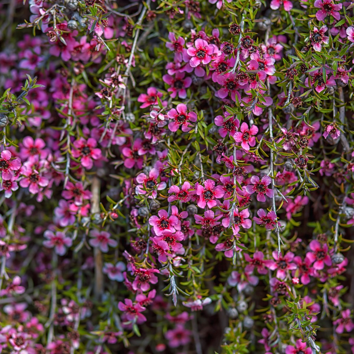Balmín metlatý - Leptospermum scoparium  - semena - 10 ks