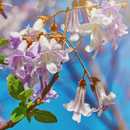 Paulovnie fortuneova - Paulownia fortunei - semena paulovnie - 15 ks