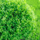 Buxus - Buxus sempervirens - semena buxusu - 10 ks