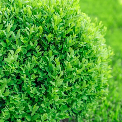 Buxus - Buxus sempervirens - semena buxusu - 10 ks