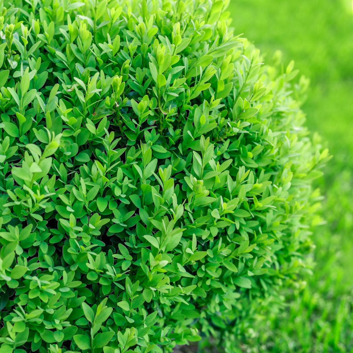 Buxus - Buxus sempervirens - semena buxusu - 10 ks