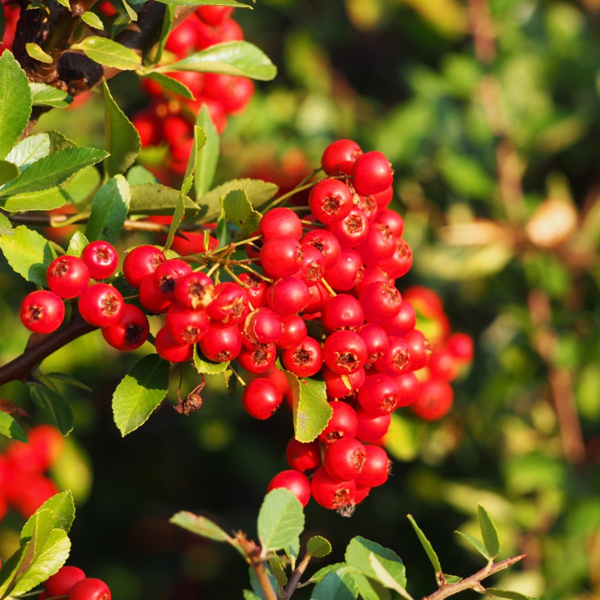 Hlohyně šarlatová - Pyracantha coccinea - semena hlohyně - 5 ks