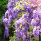 Vistárie čínská - Wisteria sinensis - semena vistárie - 2 ks