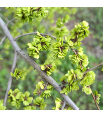 Turkestánský brest - Ulmus pumila - semena brestu - 10 ks