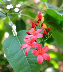 Jamajská třešeň - Muntingia calabura - semena třešně - 6 ks