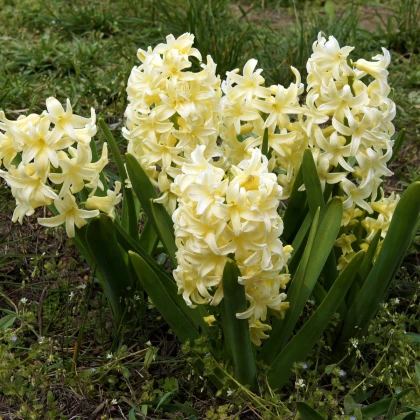Hyacint City of Haarlem - Hyacinthus orientalis - cibule hyacintu - 1 ks