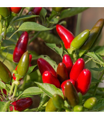 Chilli Jalapeno - Capsicum annuum - semena chilli - 6 ks