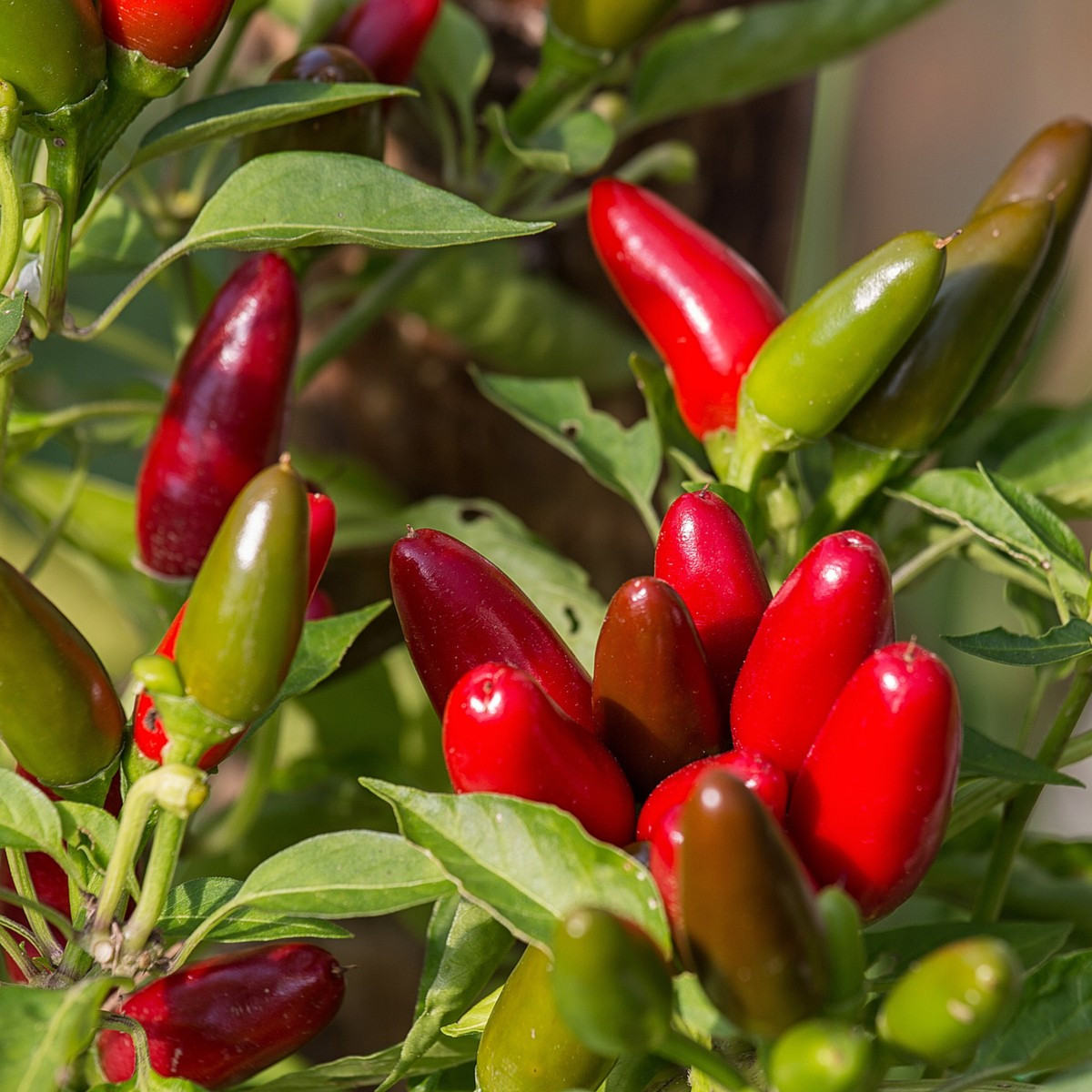 Chilli Jalapeno - Capsicum annuum - semena chilli - 6 ks