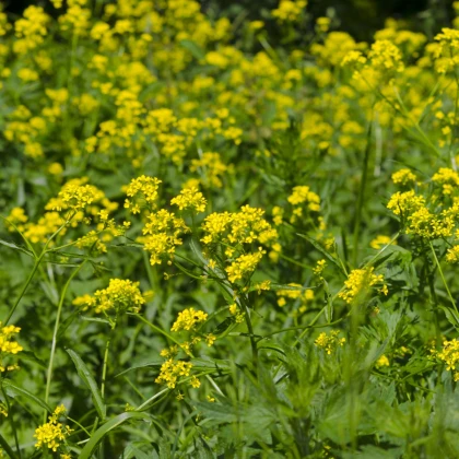 Rukevník východní - Bunias orientalis - semena rukevníku - 6 ks