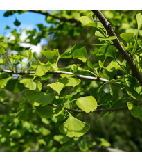 Jinan dvoulaločný - Ginkgo biloba - semena jinanu - 2 ks