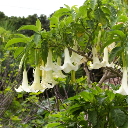 Brugmansie krémový - Brugmansia arborea - semena brugmansie - 5 ks