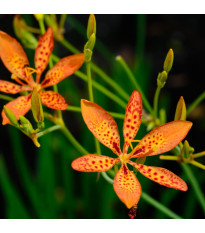 Angínovník čínský - Iris domestica - semena angínovníku - 5 ks