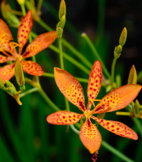 Angínovník čínský - Iris domestica - semena angínovníku - 5 ks