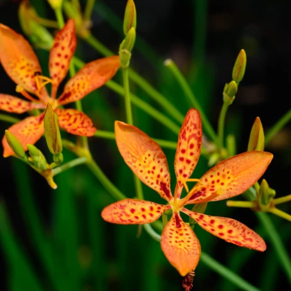 Angínovník čínský - Iris domestica - semena angínovníku - 5 ks