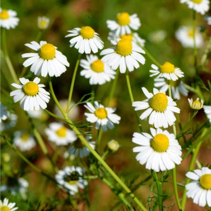 Heřmánek římský - Chamaemelum nobile - semena heřmánku - 500 ks