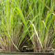 Citronová tráva - Cymbopogon citratus - semena citrónové trávy - 20 ks