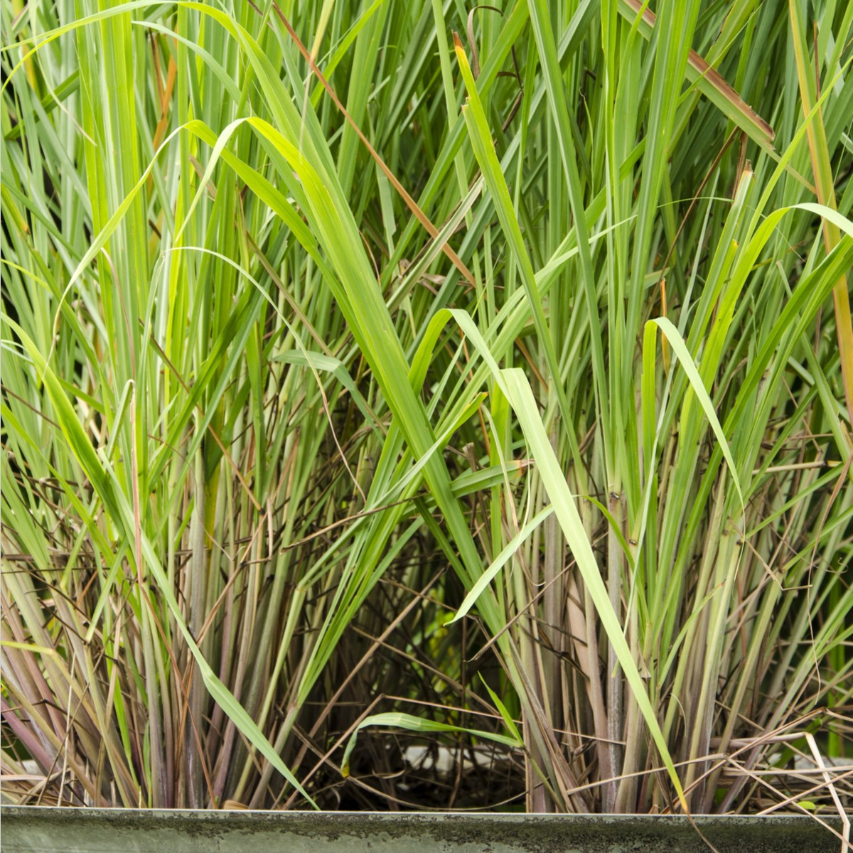 Citronová tráva - Cymbopogon citratus - semena citrónové trávy - 20 ks