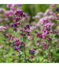 Dobromysl obecná - Origanum vulgare - semena dobromyslu - 1200 ks