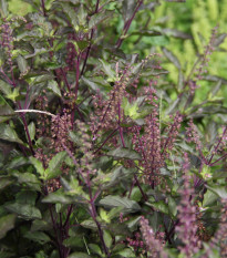 Bazalka posvátná červená Holy red - Ocimum tenuiflorum basil - semena bazalky - 30 ks