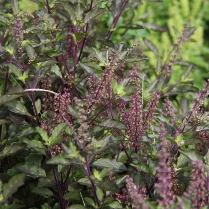 Bazalka posvátná červená Holy red - Ocimum tenuiflorum basil - semena bazalky - 30 ks