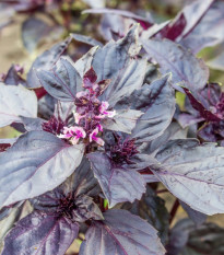 Bazalka červená Chianti - Ocimum basilicum - semena bazalky - 130 ks